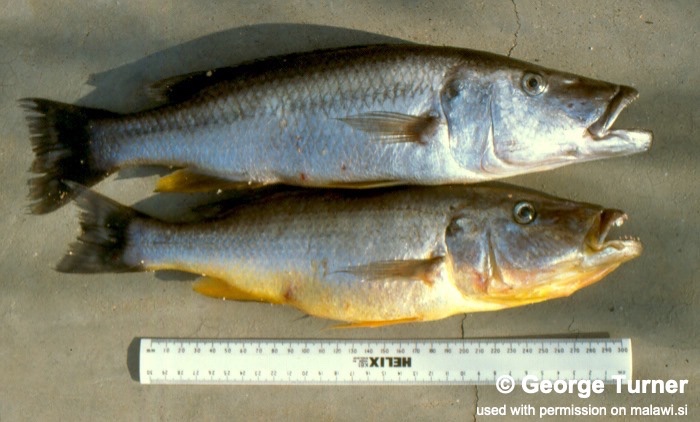 Rhamphochromis lucius 'Cape Maclear'
